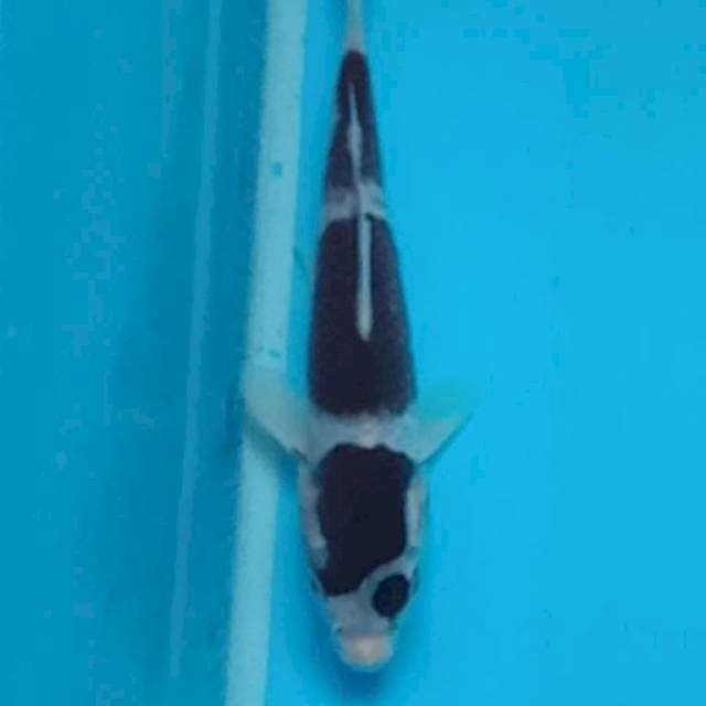 Goromo