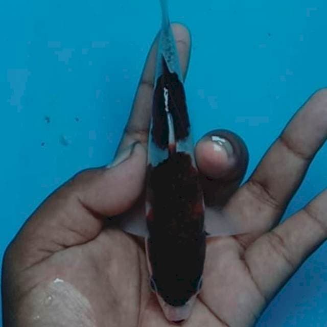 Goromo