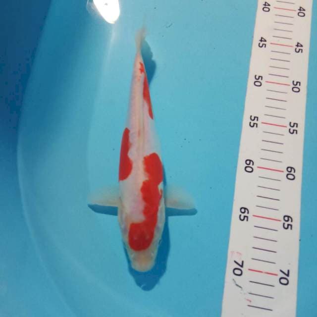 Kohaku doit 25cm