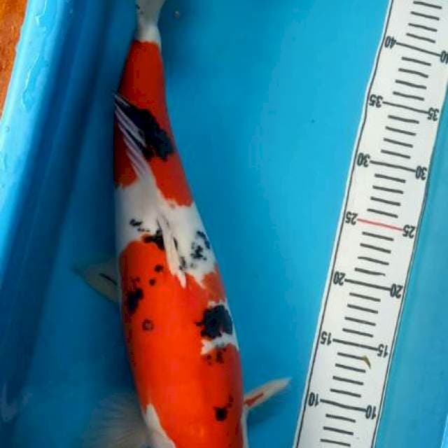 Sanke Jumbo Merah Membahana