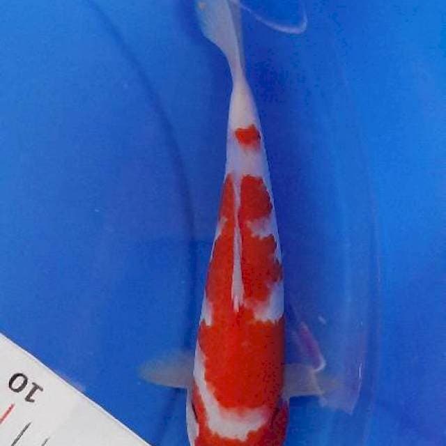 Kohaku pola ori