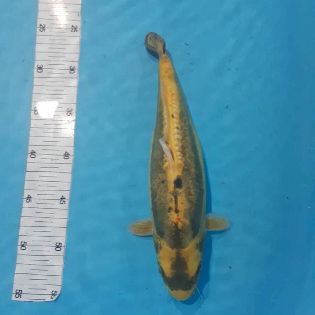 Ki kabuto30cm
