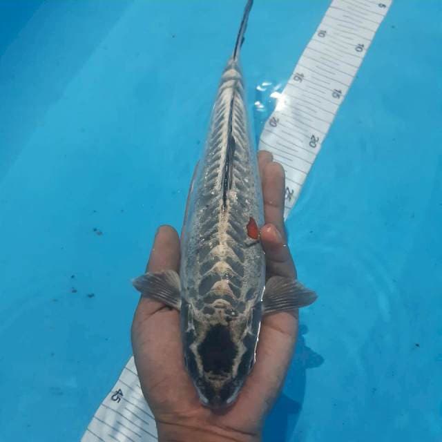 Tancho kiko 28cm