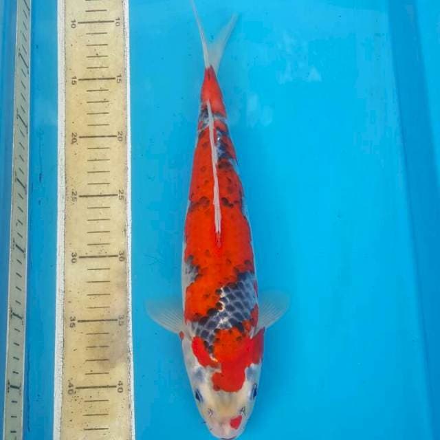 Red Ghosiki 