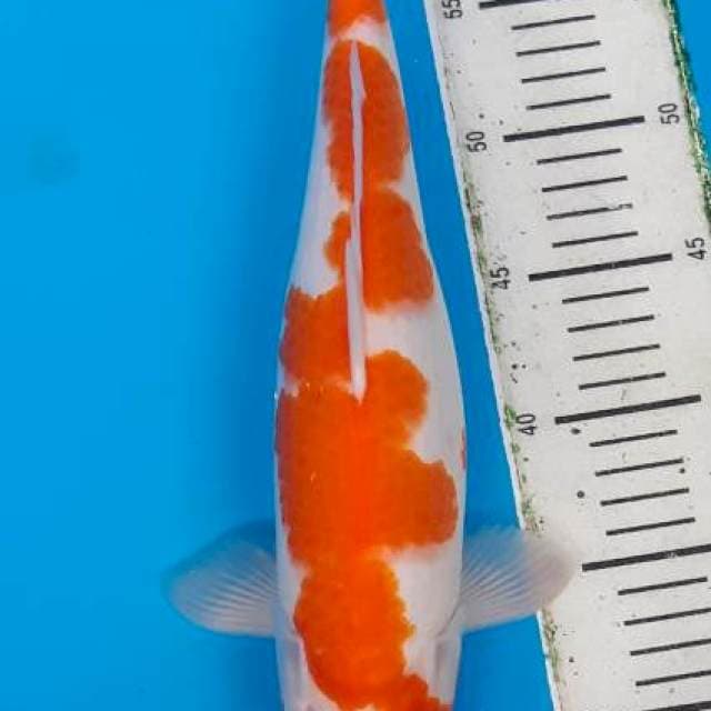 Kohaku superskin