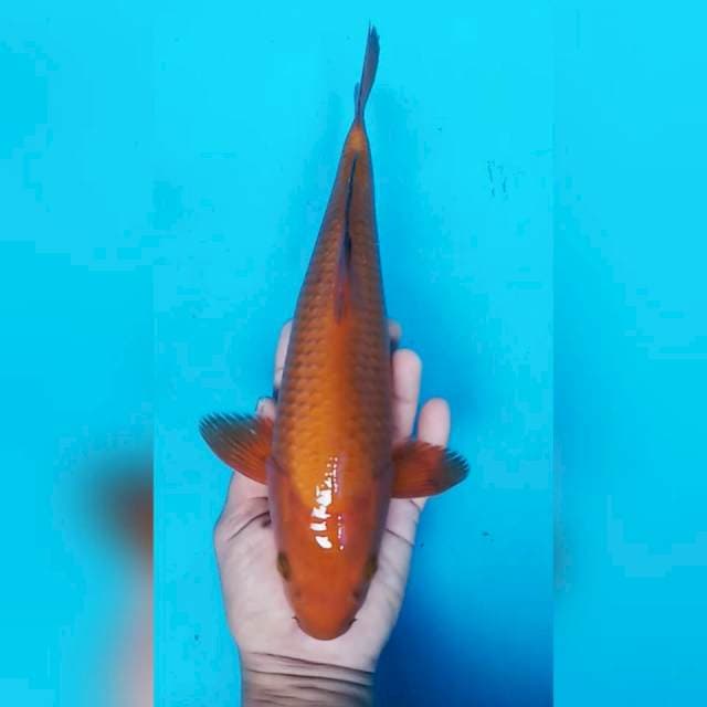 Chagoi Tembaga 32cm
