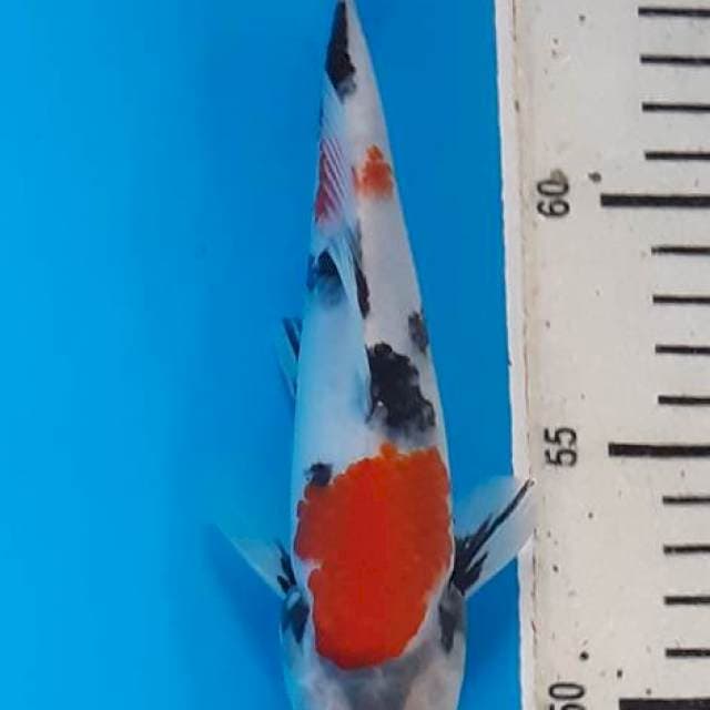 Simple Showa tategoi Quality superskin