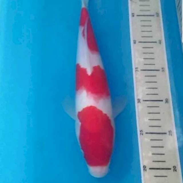 Kohaku F1