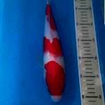 Kohaku F1