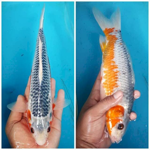 KIMOCHI ~ ASAGI 32CM