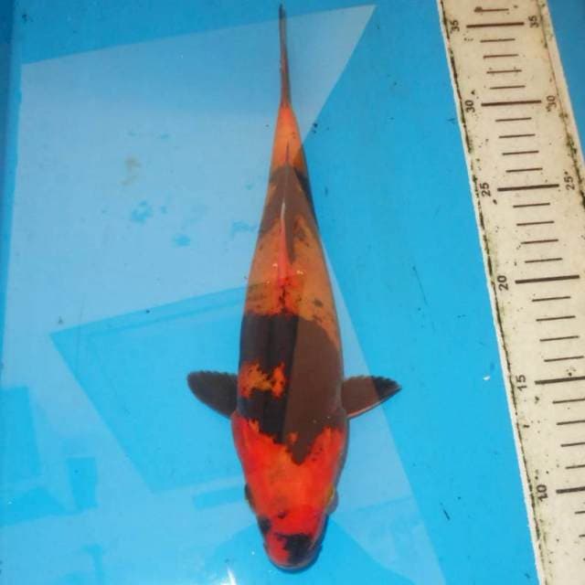 27cm HIUT DOITSU