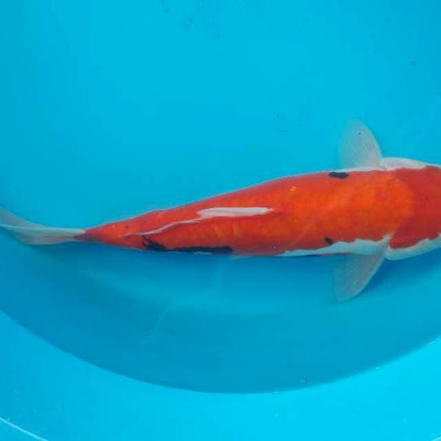 30 cm beni kumon