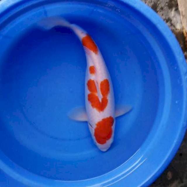 Kohaku 40cm