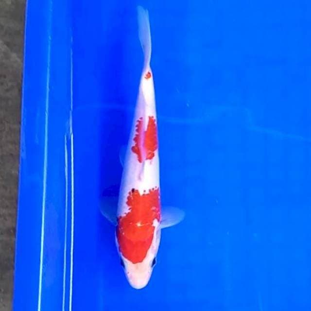 1. Kanoko 3 Step || 20 cm