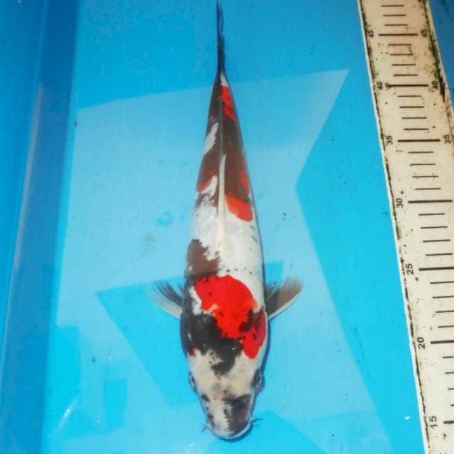 31cm SHOWA DOIT