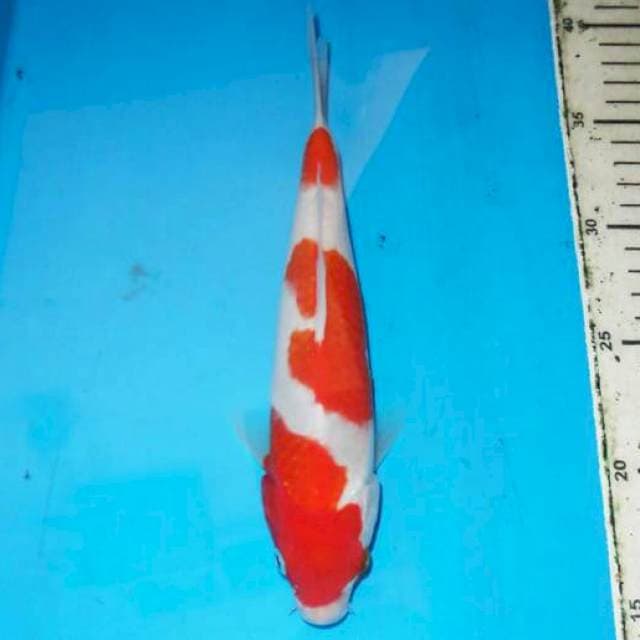 KOHAKU