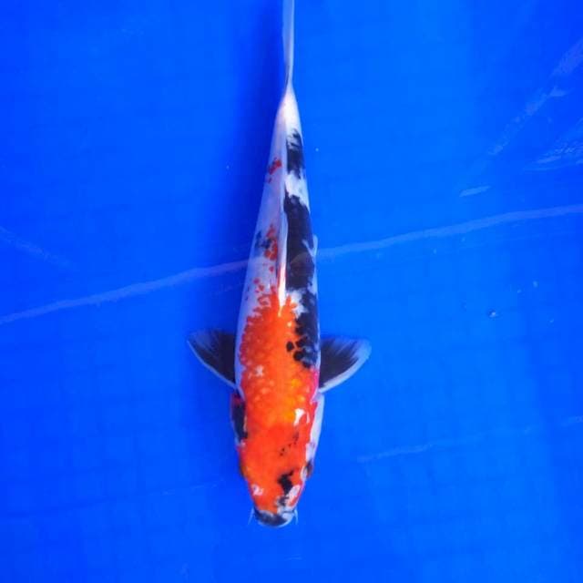 7. Kanoko Showa || 26 cm