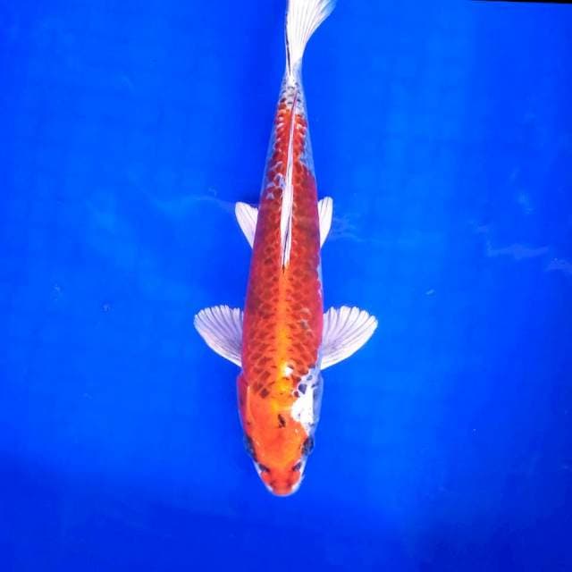 9. Kujaku || 28 cm