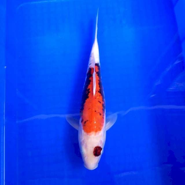 10. Beni Kumon || 35 cm