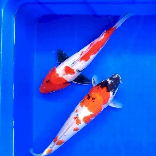 Kindai Showa // 28 cm