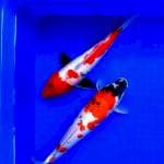 Kindai Showa // 28 cm
