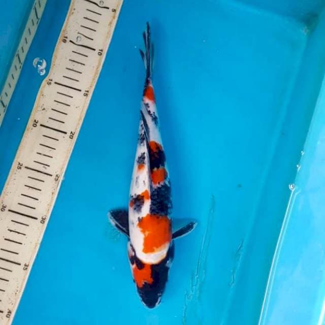 Maruten showa 32cm
