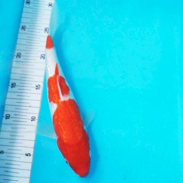 Kohaku ginrin 23cm