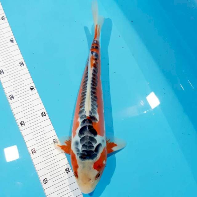 Hansui 30 male 