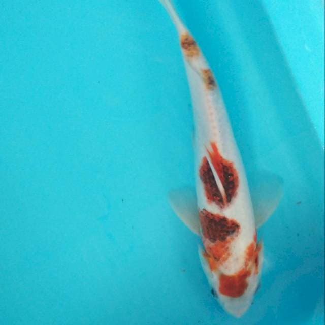 Goromo 27cm