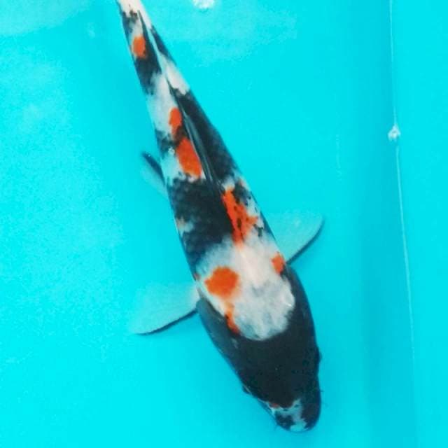 Showa 23 cm