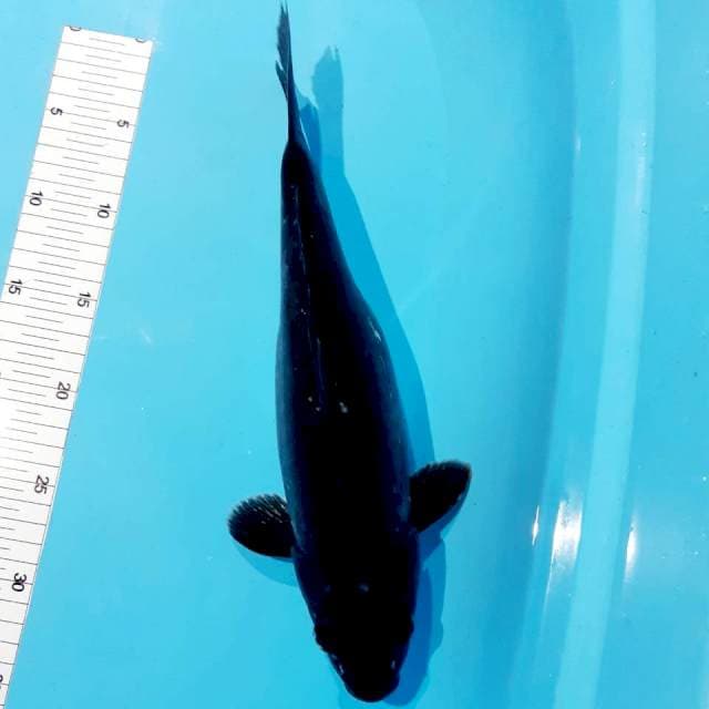 Karasu fm 35 cm