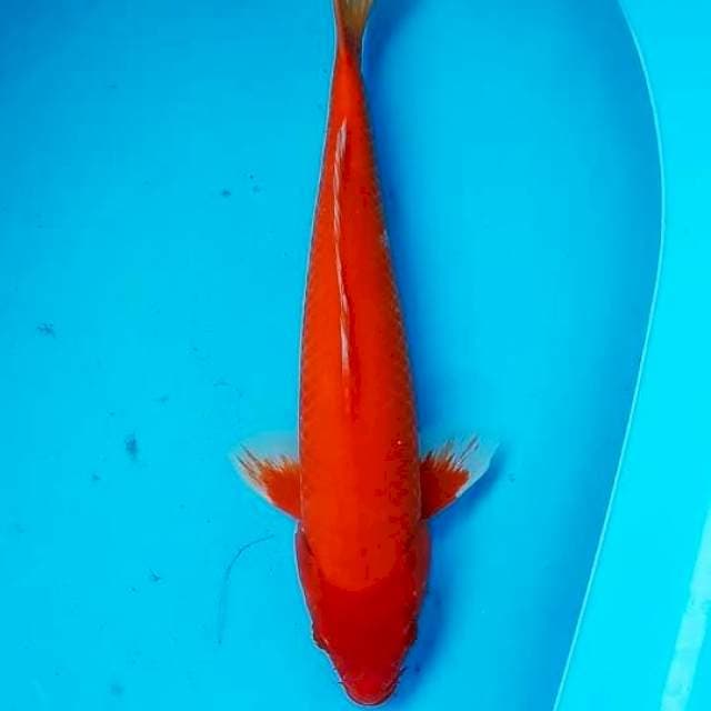 Benighoi 27cm