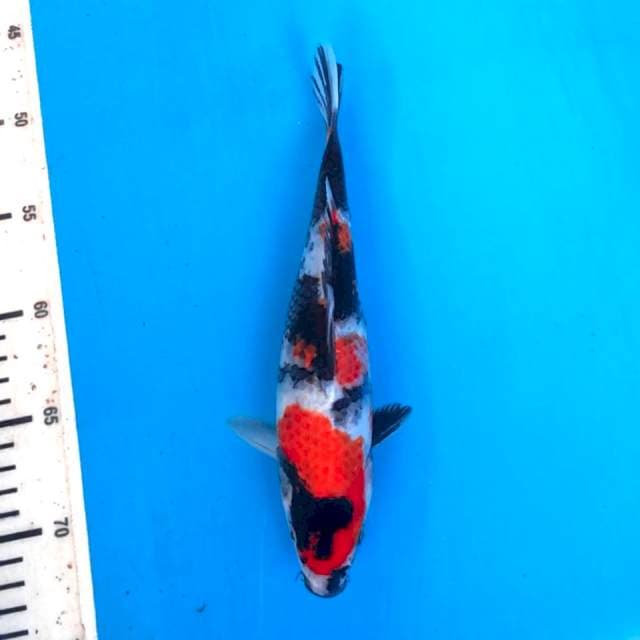 Showa 27cm female