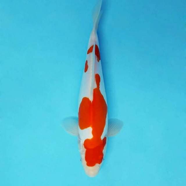 KARURA 5 - KOHAKU DOITSU ®