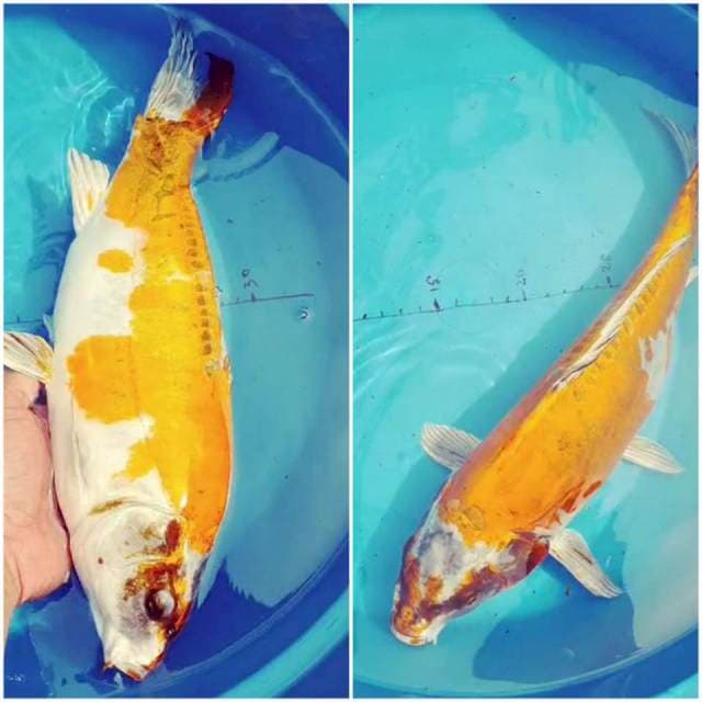 Kiko 38cm