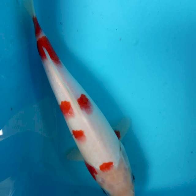 Kohaku