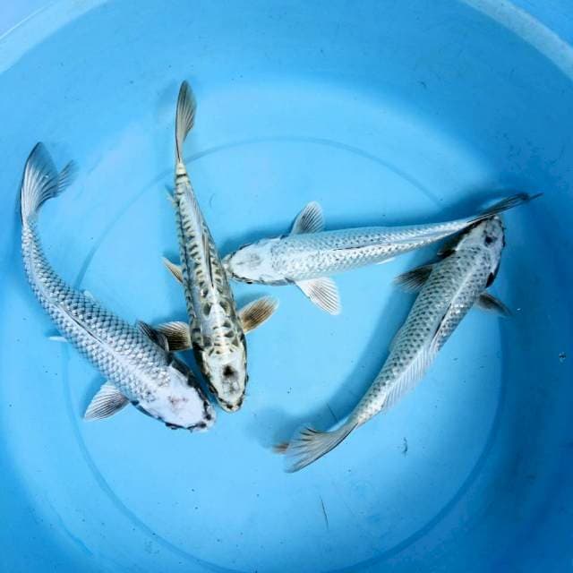 Mix platinum n kawari