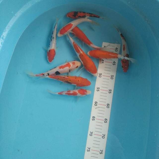 10 ekor 15-22cm  kumon