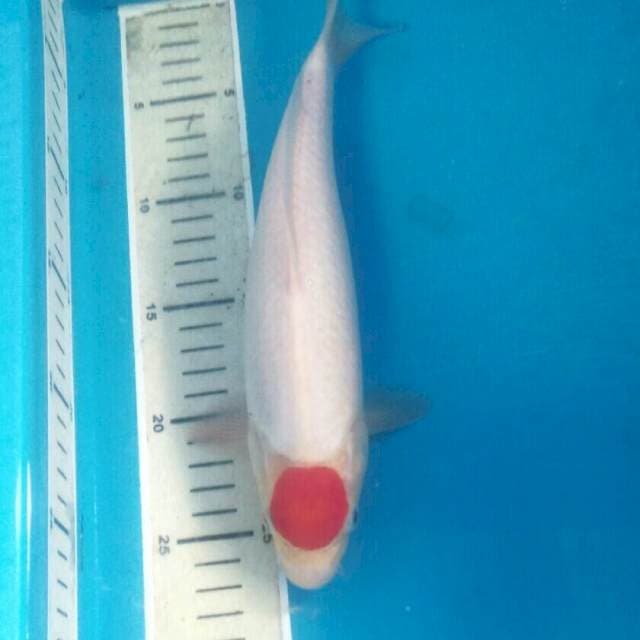 Tancho Kohaku, 27 cm