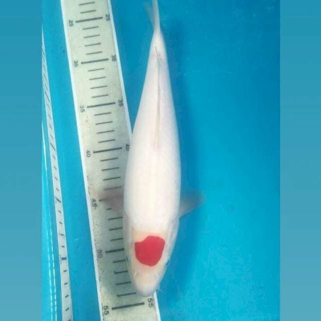 Tancho Kohaku, 30 cm