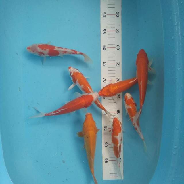 Mix8ekor 18-24cm