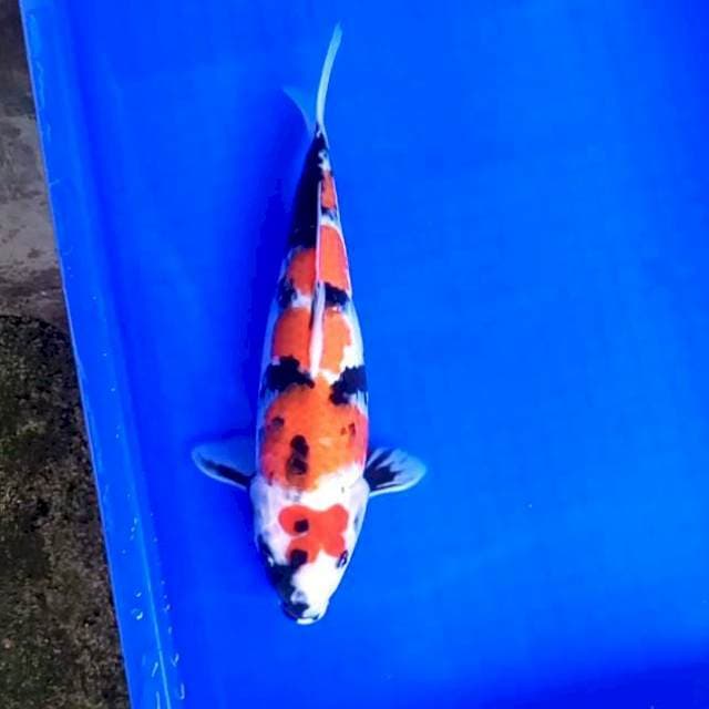 Showa *34cm