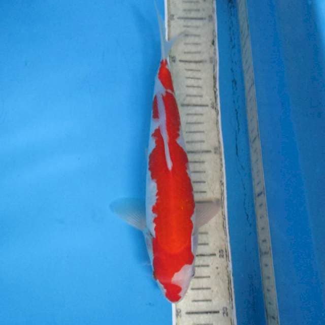 Kohaku30bu