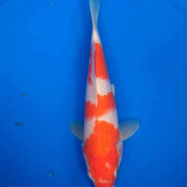 Sk kohaku