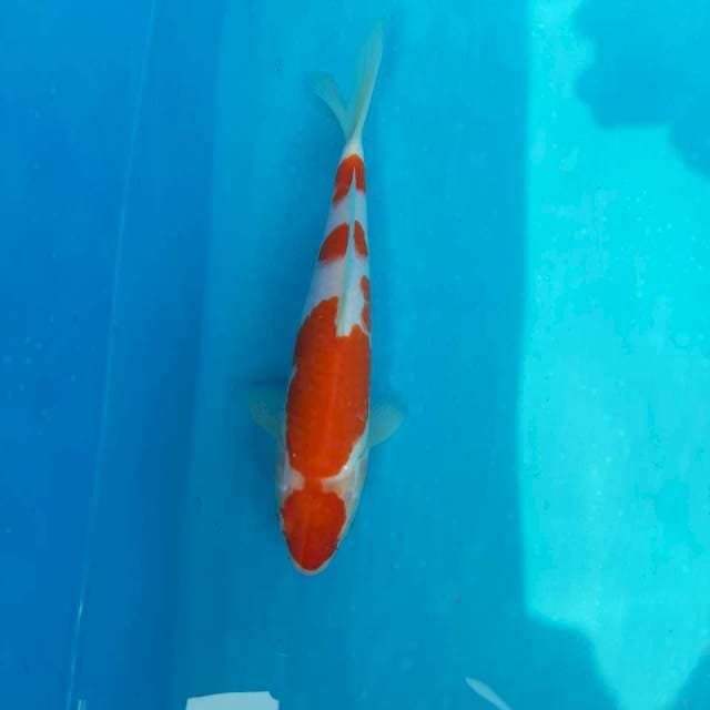Kohaku f1 sakai red strong ori