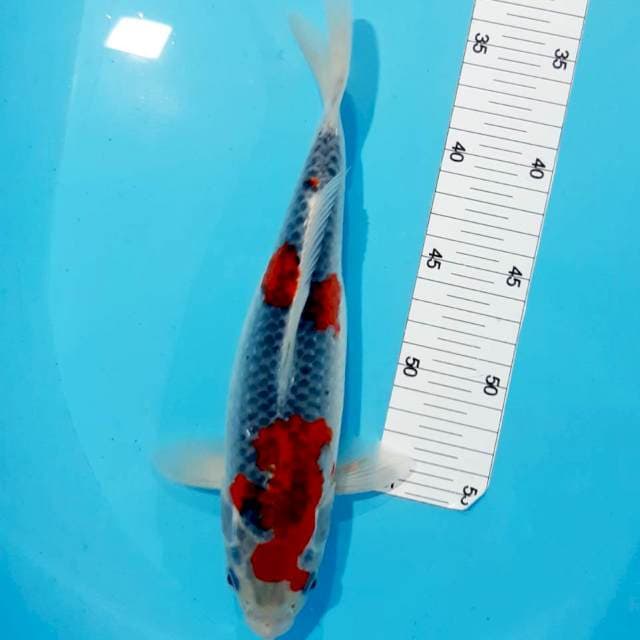 Ghosiki male 30 cm