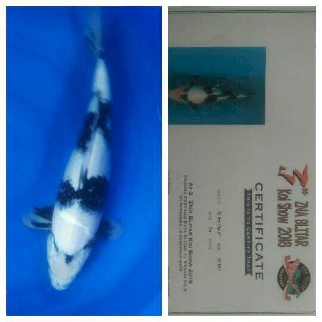 Spesial Snow White Shiro (Won 1st Prize)