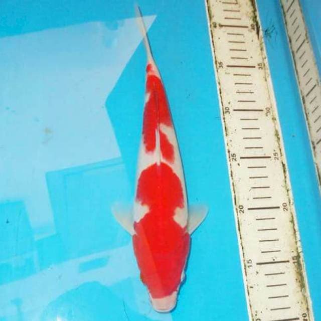 MERONA KOHAKU