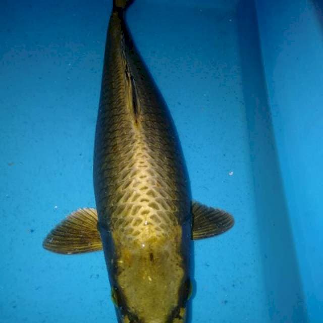 Ogon Mukasi Bulky