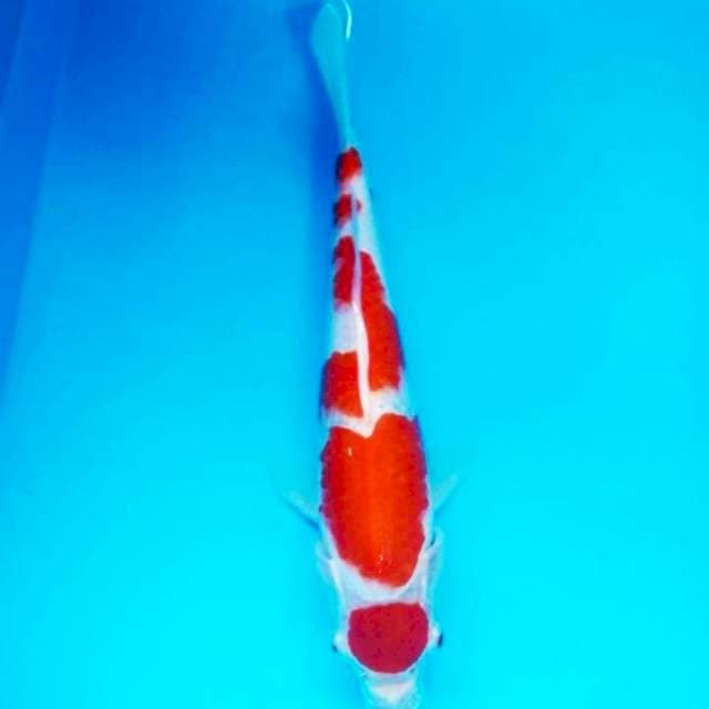 Maruten kohaku 30cm